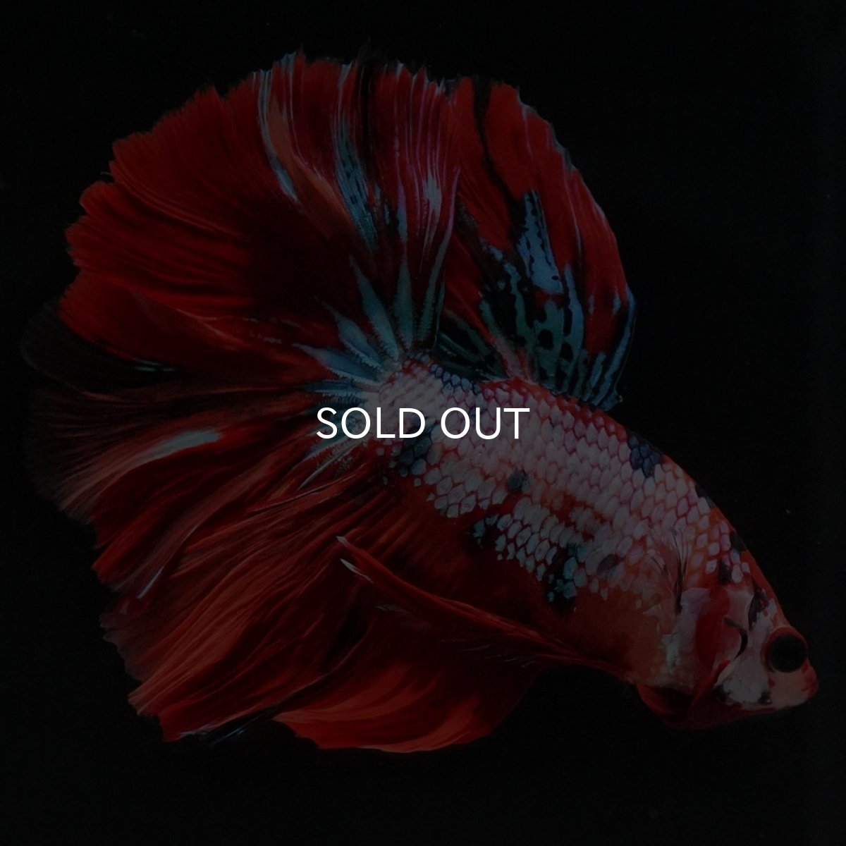 画像4: HM キャンディレインボー ローズテール (4)