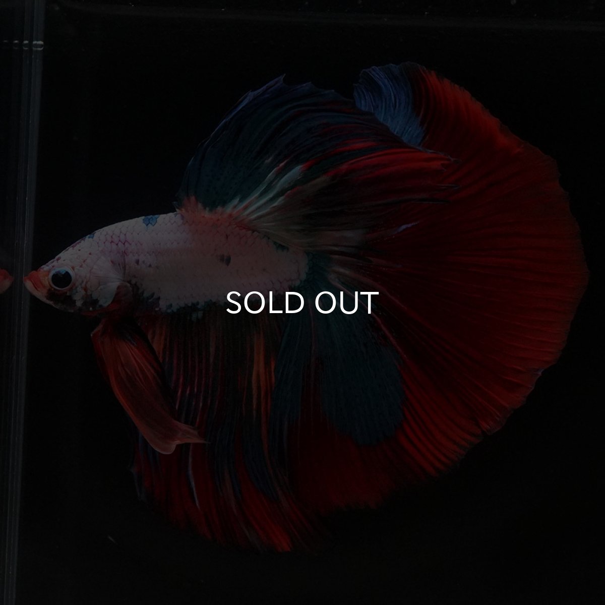 画像7: HM ホワイトファンシー (7)