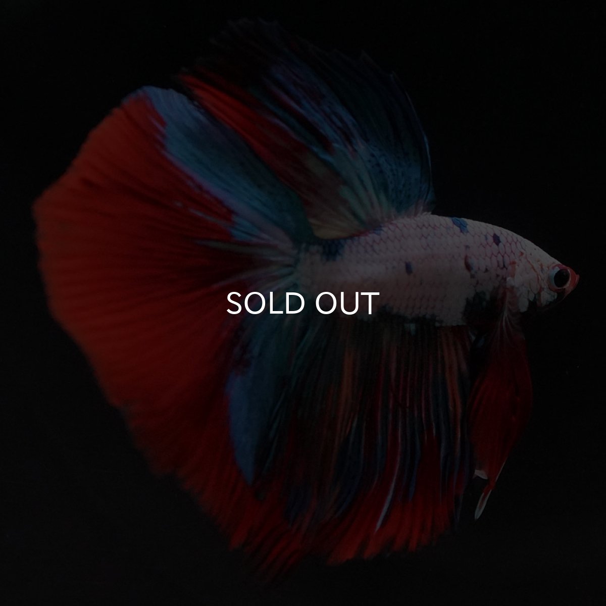 画像4: HM ホワイトファンシー (4)