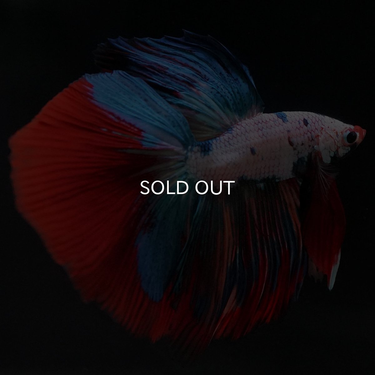 画像2: HM ホワイトファンシー (2)