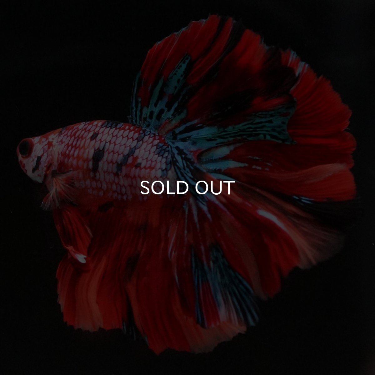 画像7: HM キャンディレインボー ローズテール (7)