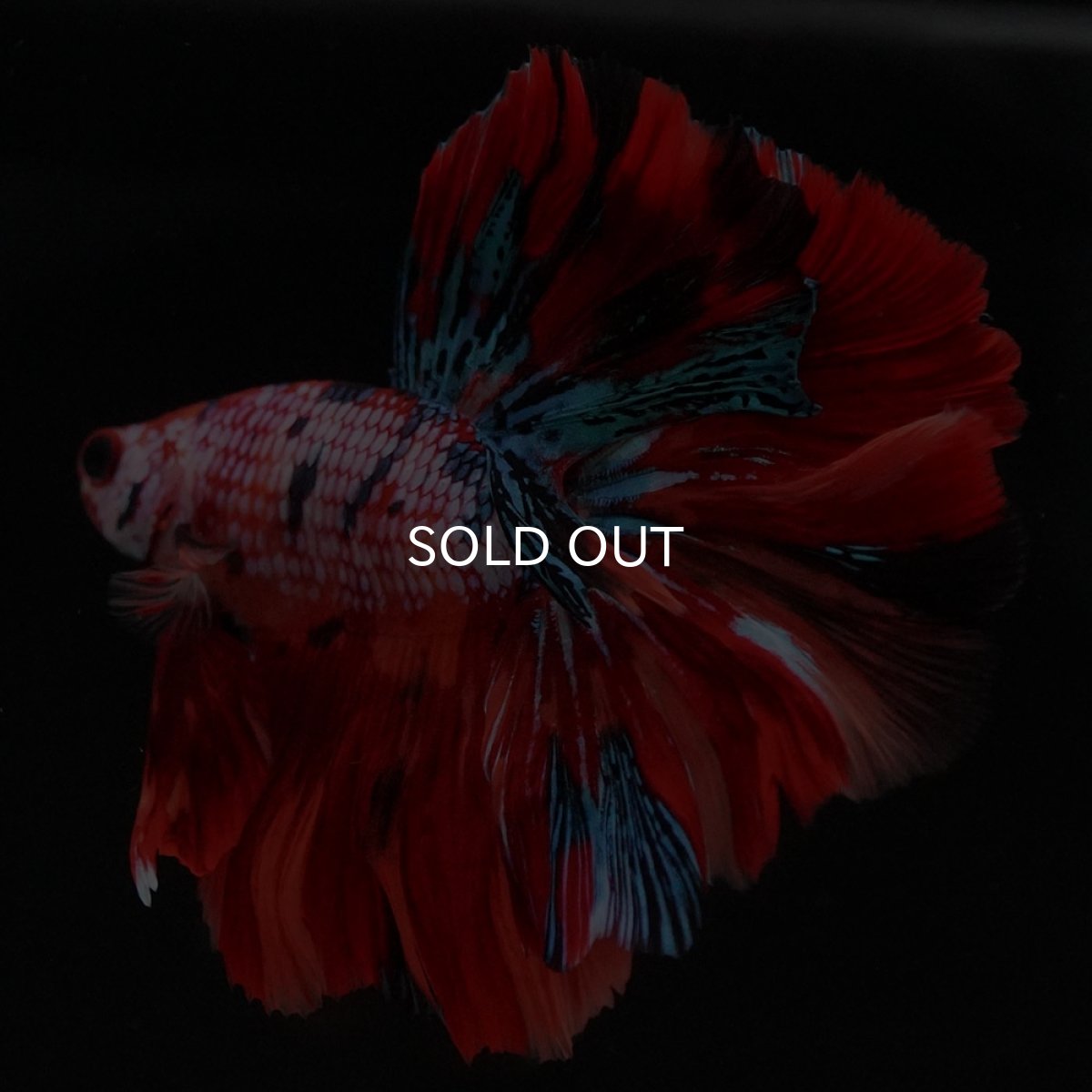 画像2: HM キャンディレインボー ローズテール (2)