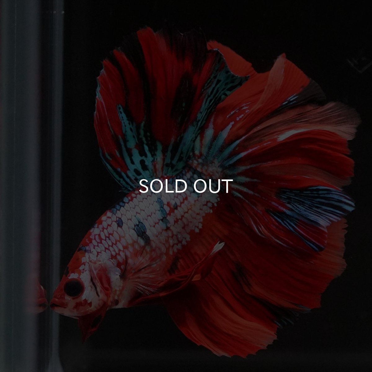 画像6: HM キャンディレインボー ローズテール (6)