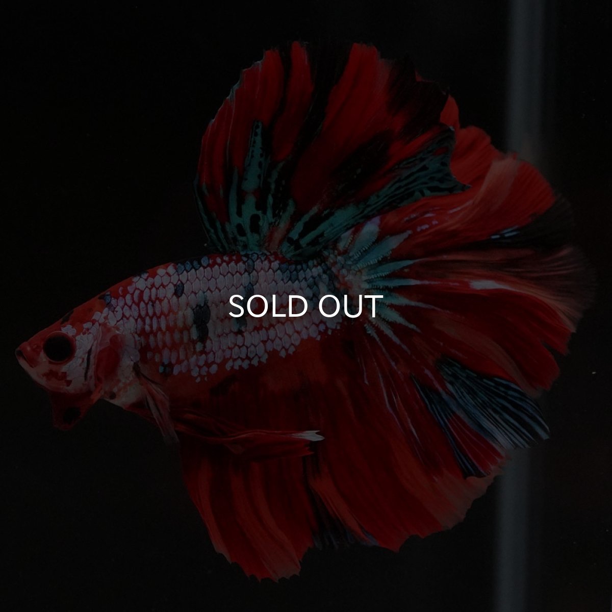 画像5: HM キャンディレインボー ローズテール (5)