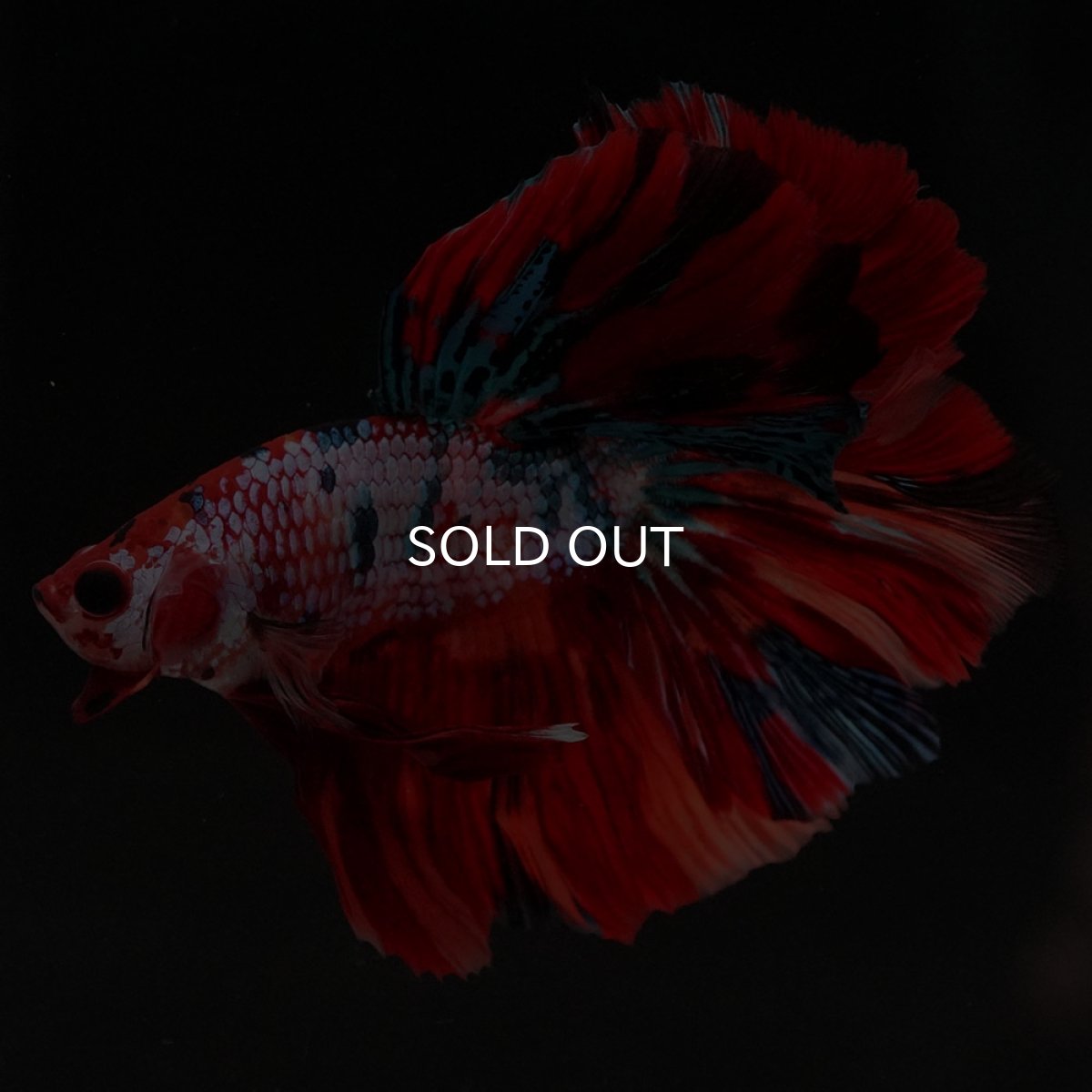 画像3: HM キャンディレインボー ローズテール (3)