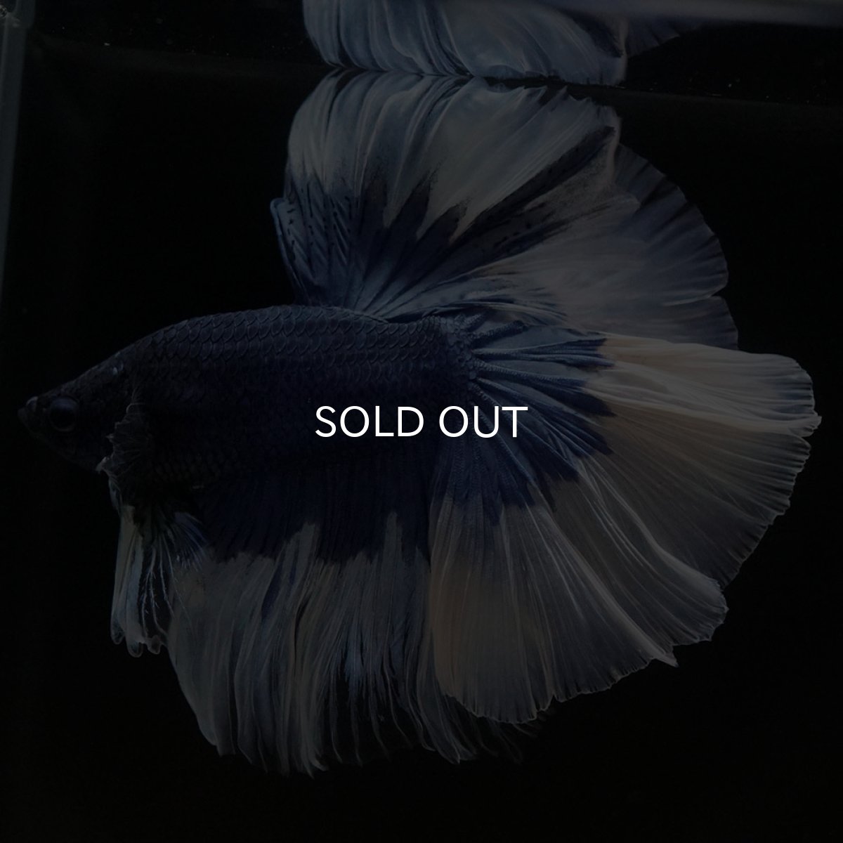 画像7: HM ブルーバタフライ (7)