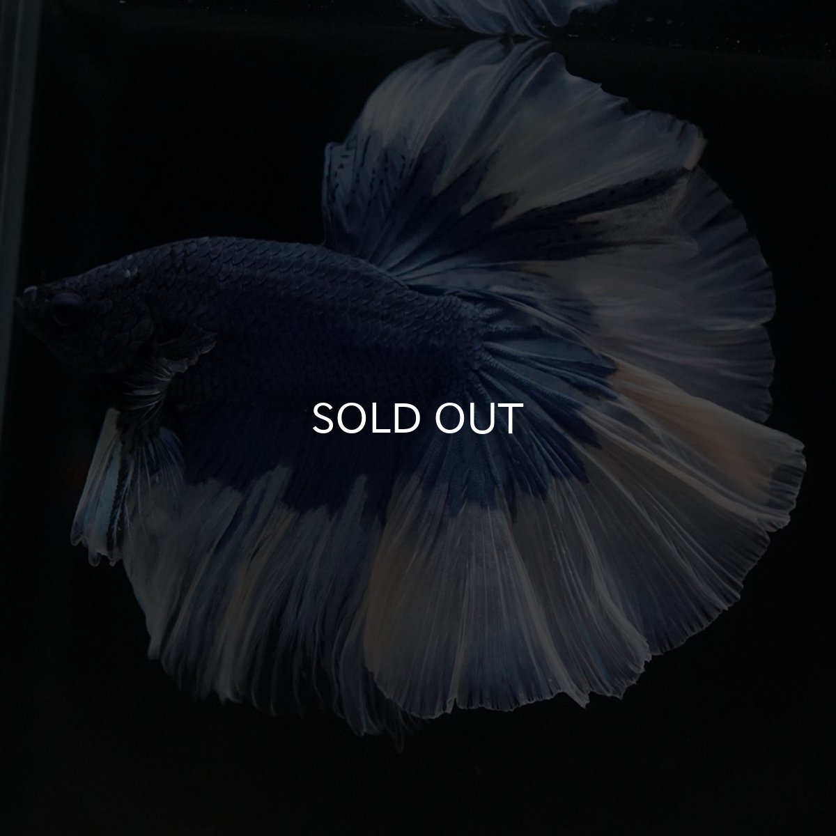 画像6: HM ブルーバタフライ (6)