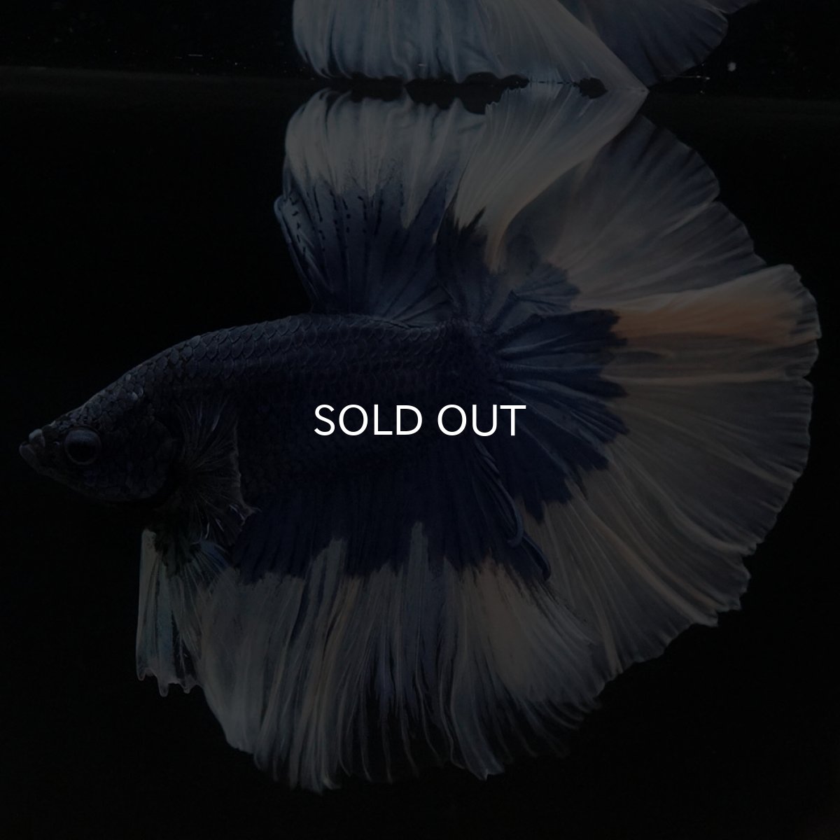 画像4: HM ブルーバタフライ (4)