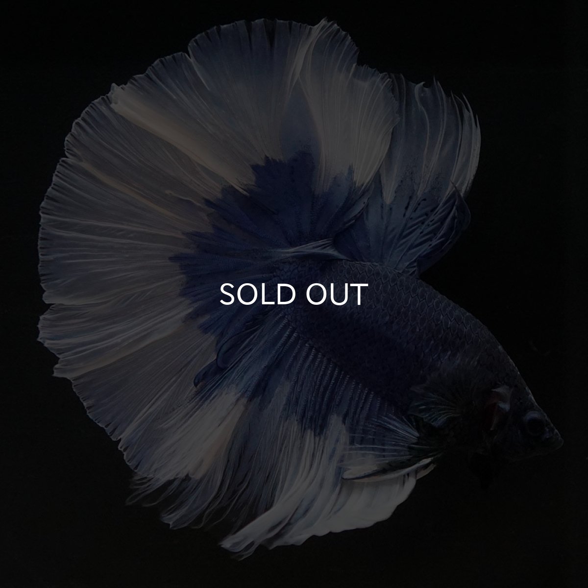 画像5: HM ブルーバタフライ (5)