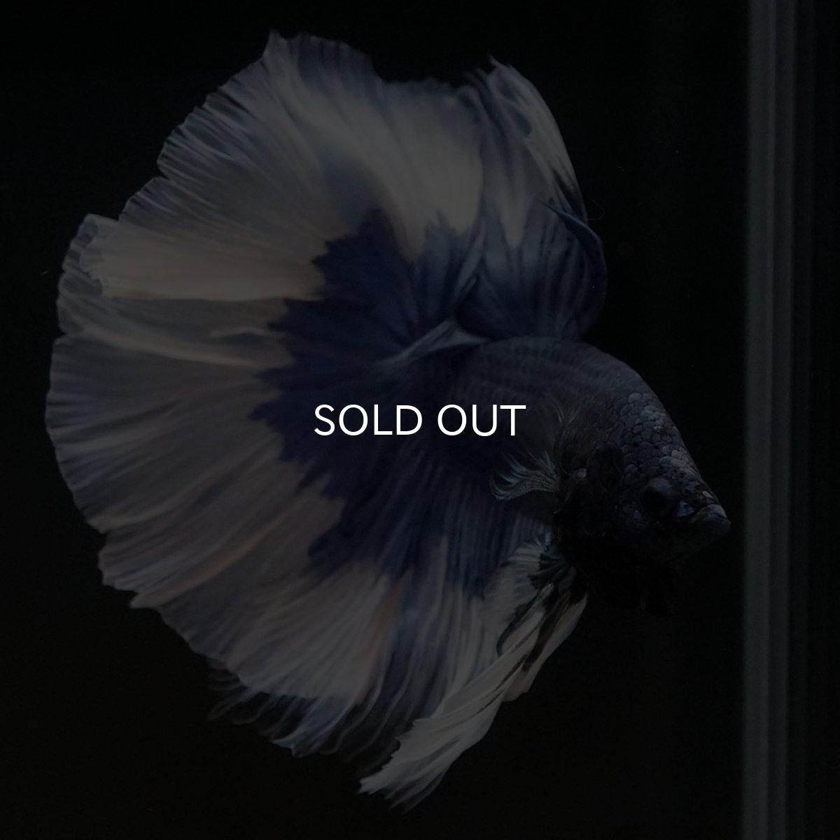 画像3: HM ブルーバタフライ (3)