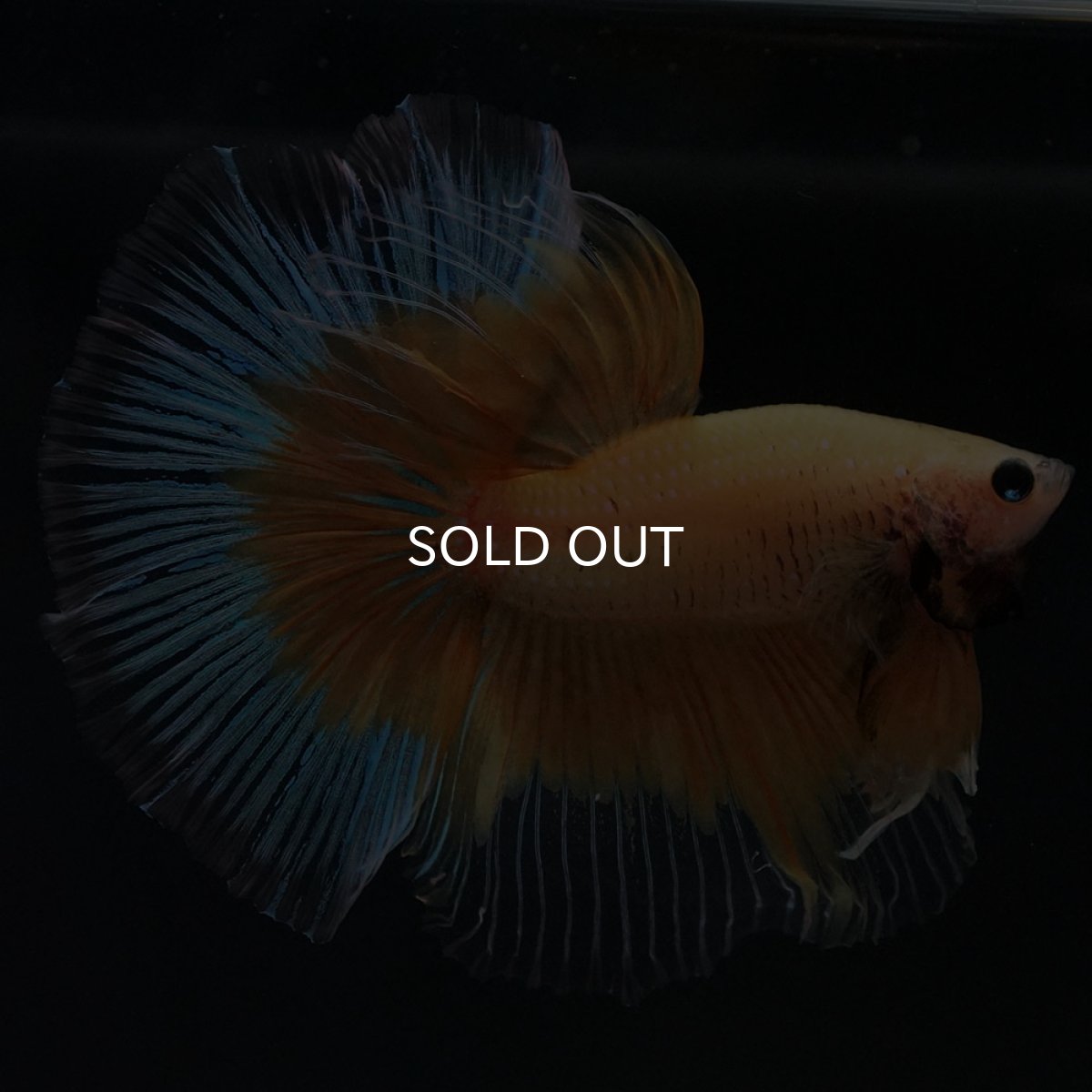 画像6: HM イエローバタフライ (6)