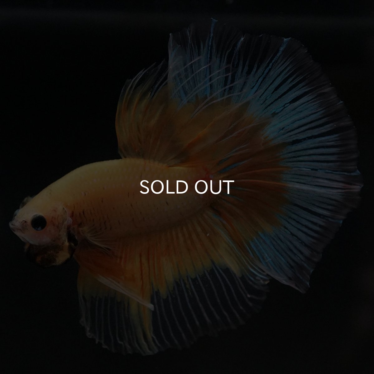 画像7: HM イエローバタフライ (7)