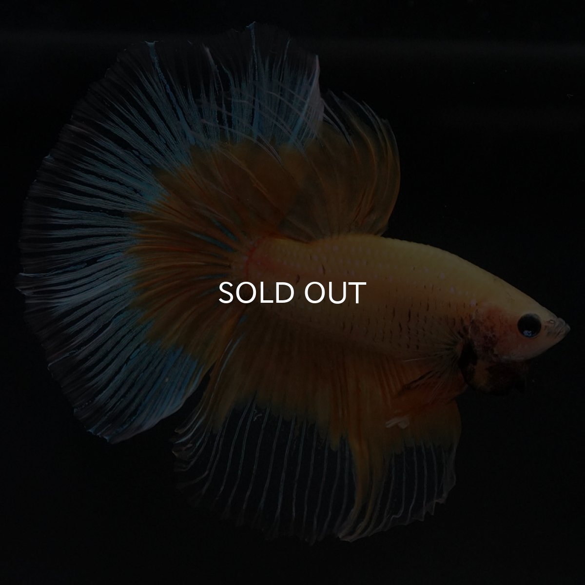 画像4: HM イエローバタフライ (4)