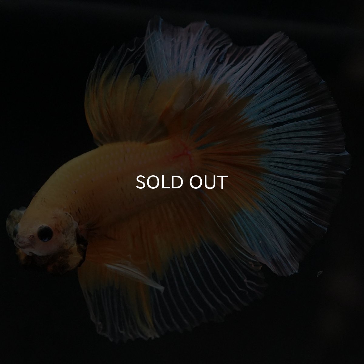 画像5: HM イエローバタフライ (5)