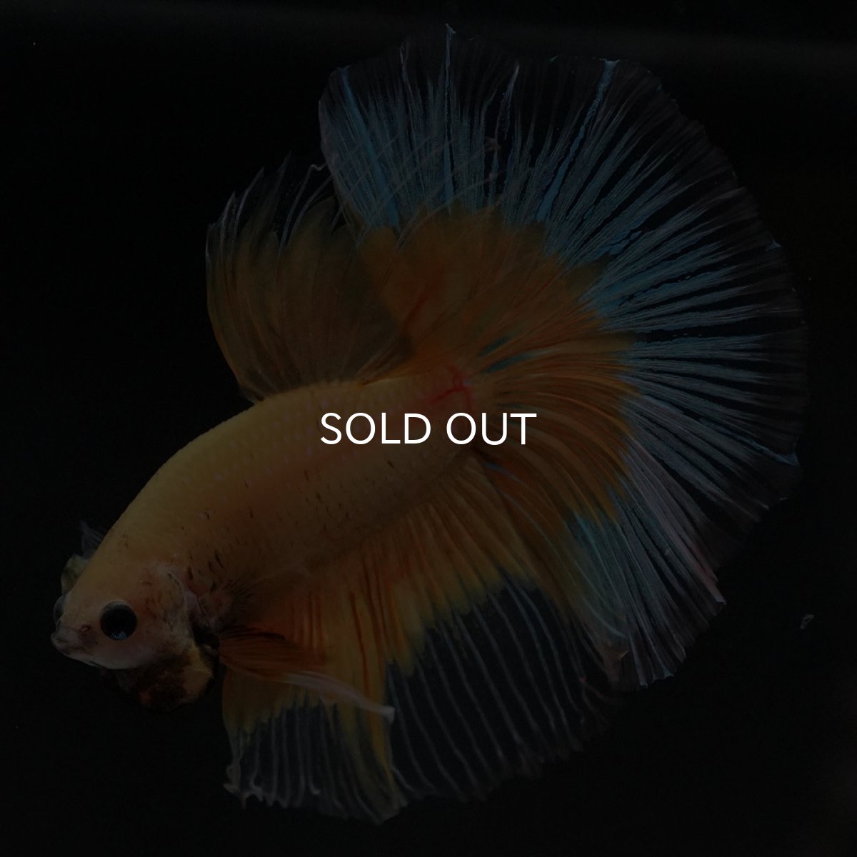 画像3: HM イエローバタフライ (3)