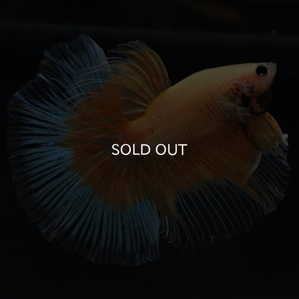 画像2: HM イエローバタフライ (2)