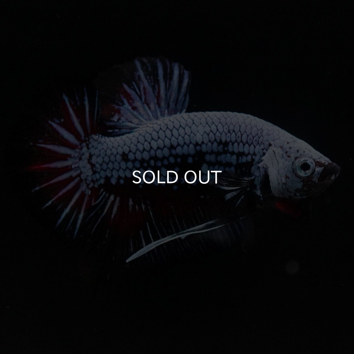 画像3: HMPK ブルーレッド (3)