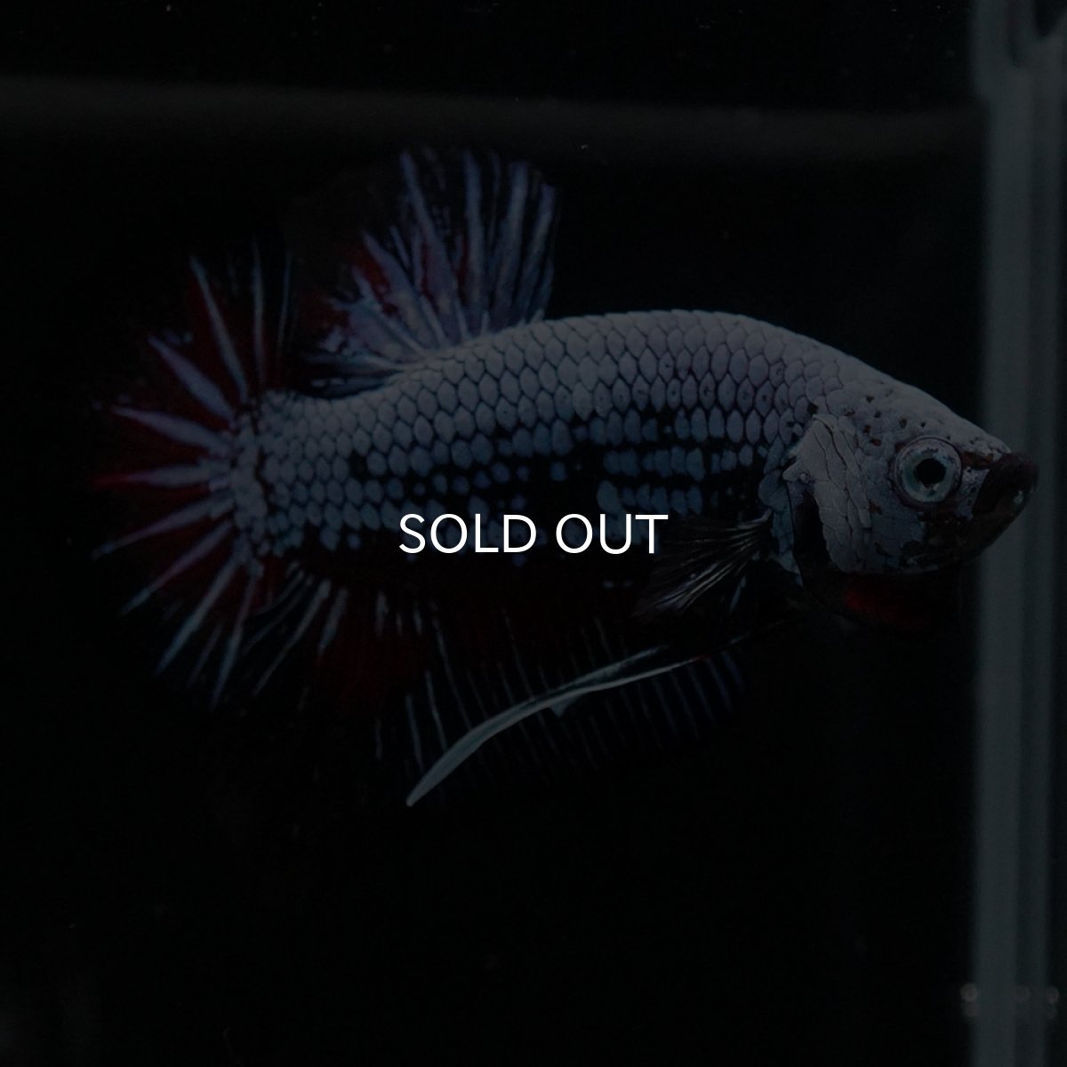 画像7: HMPK ブルーレッド (7)