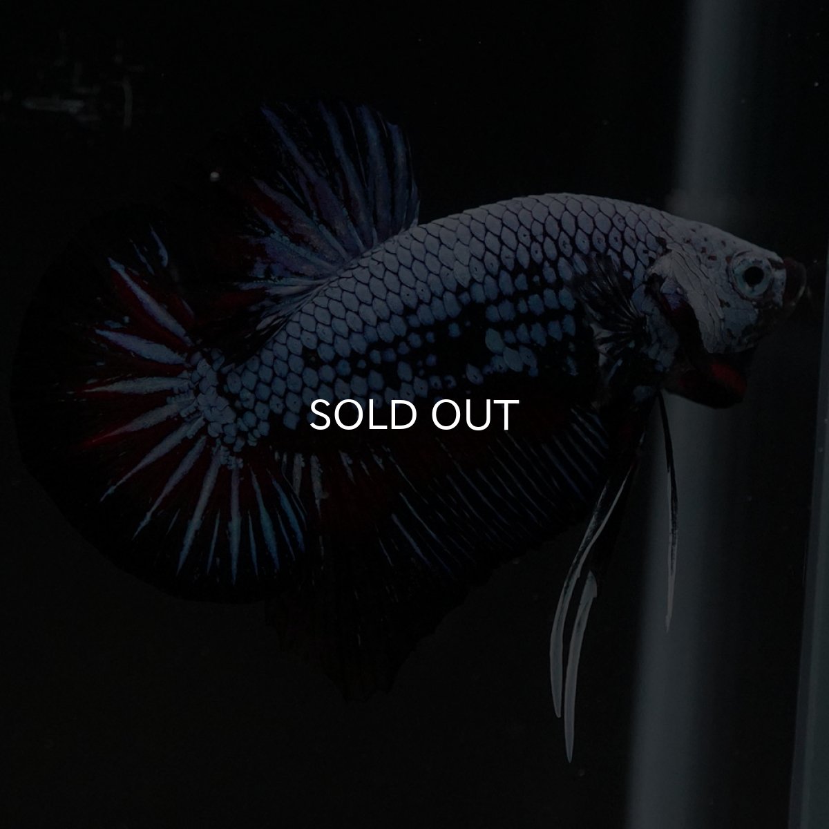 画像5: HMPK ブルーレッド (5)