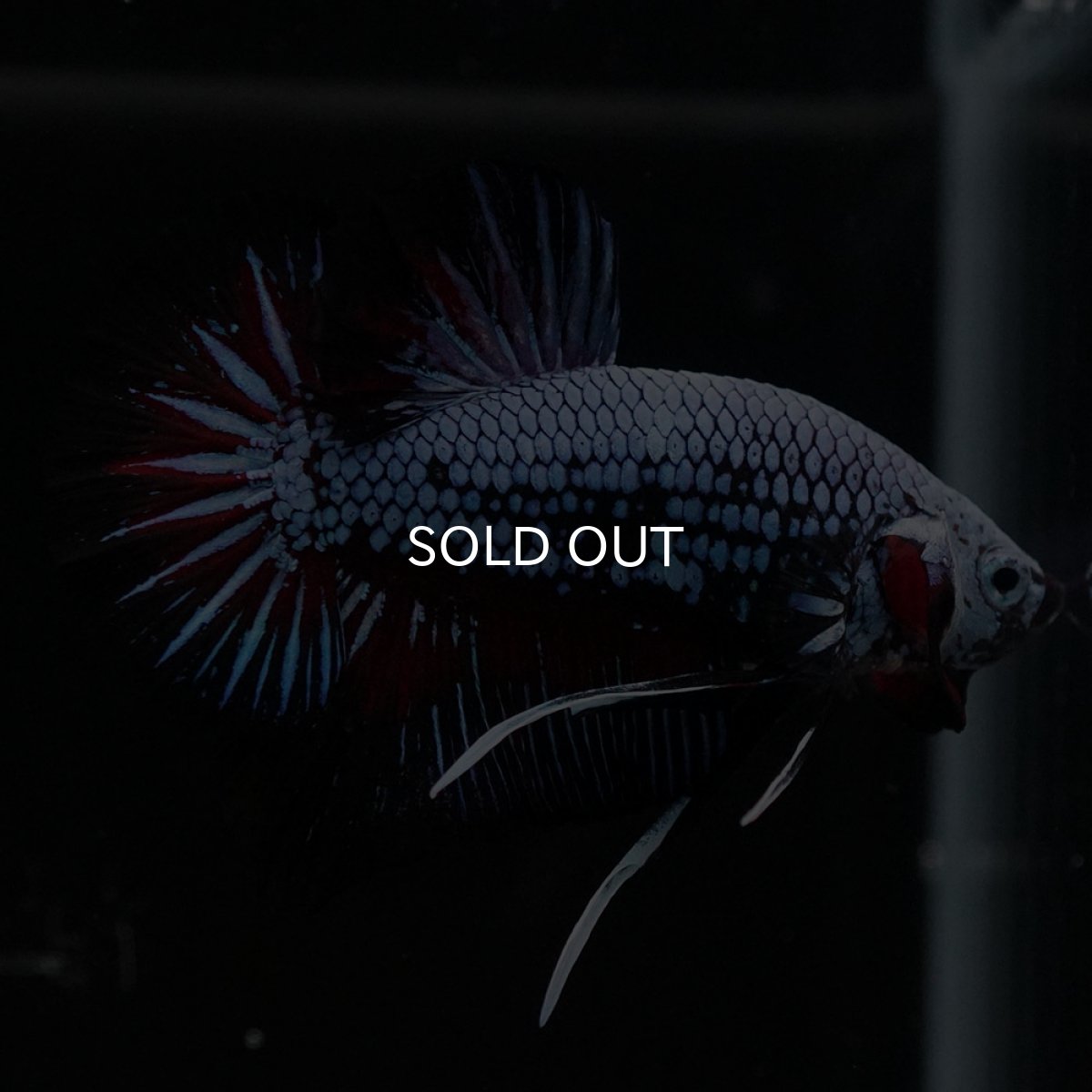 画像9: HMPK ブルーレッド (9)