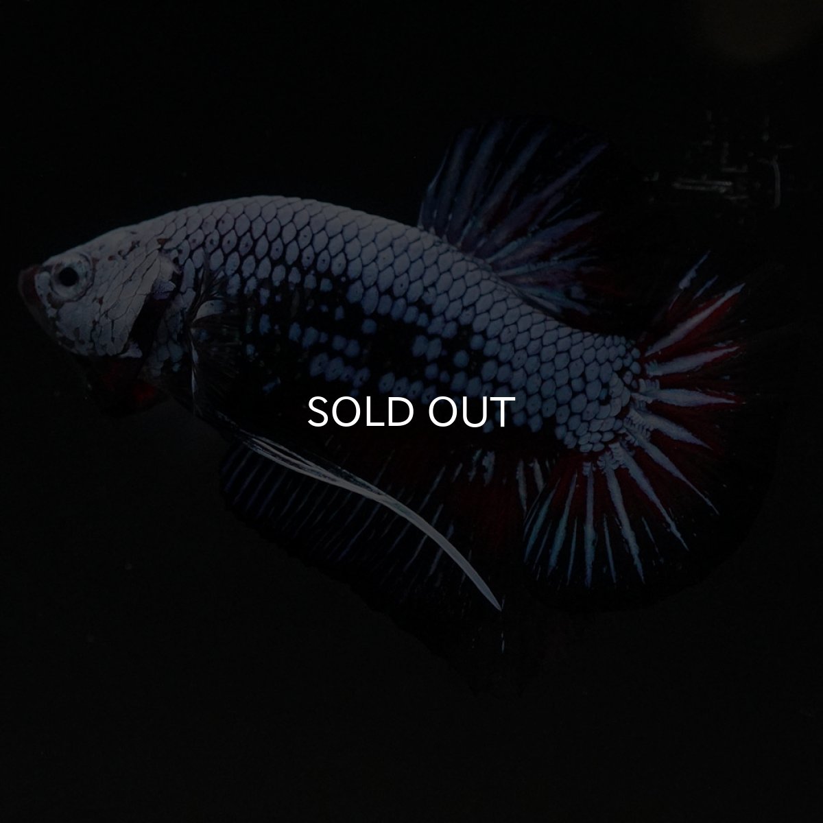 画像6: HMPK ブルーレッド (6)