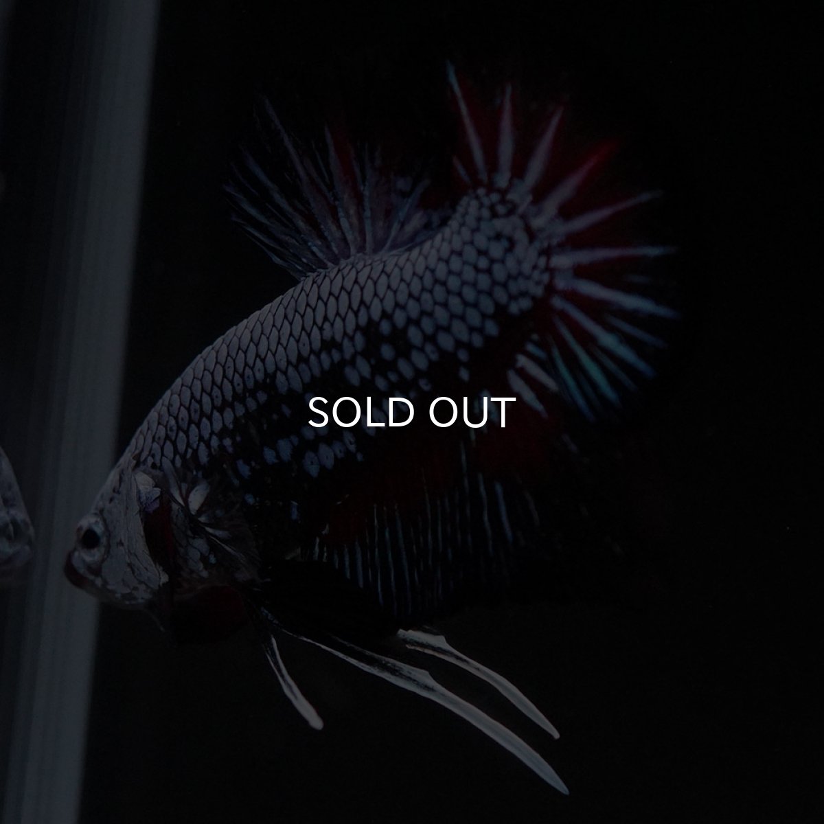 画像10: HMPK ブルーレッド (10)