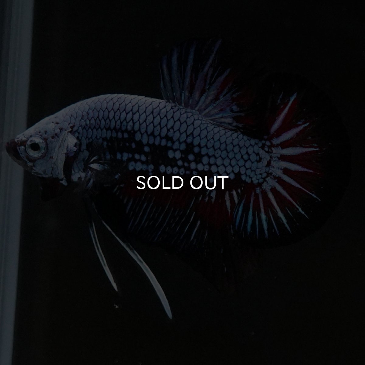 画像8: HMPK ブルーレッド (8)