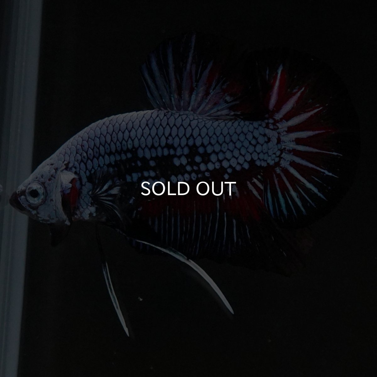 画像4: HMPK ブルーレッド (4)