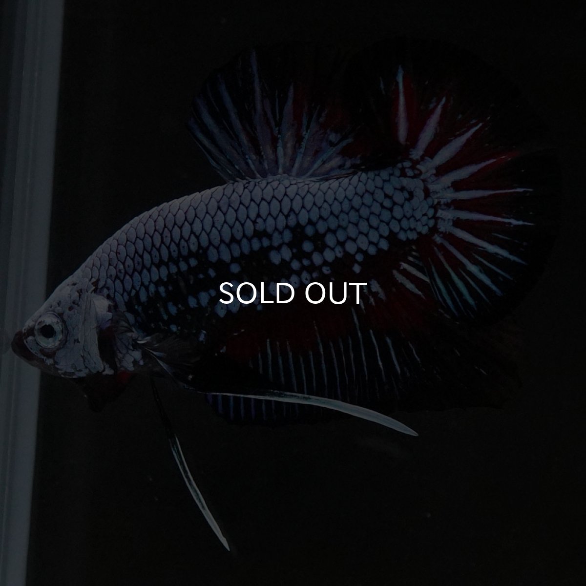 画像2: HMPK ブルーレッド (2)