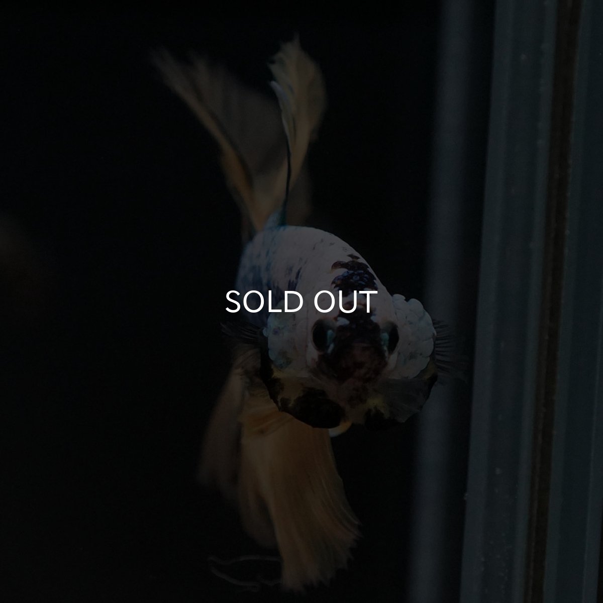 画像8: HM イエローファンシー (8)