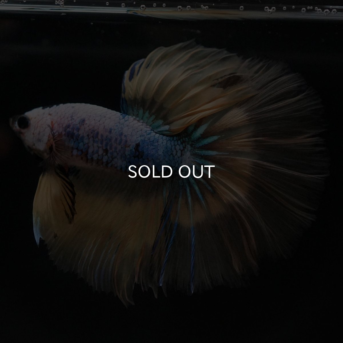 画像5: HM イエローファンシー (5)