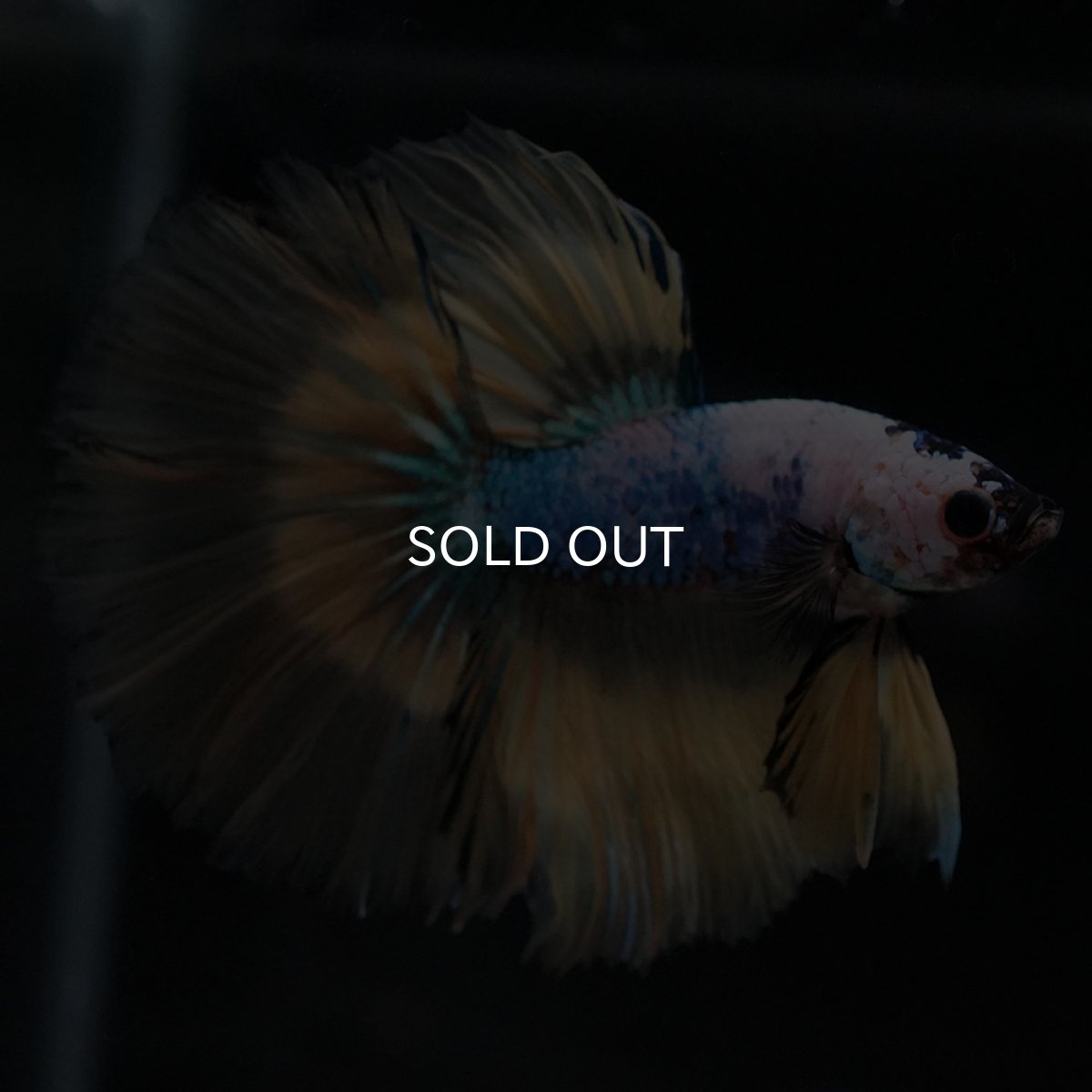 画像4: HM イエローファンシー (4)