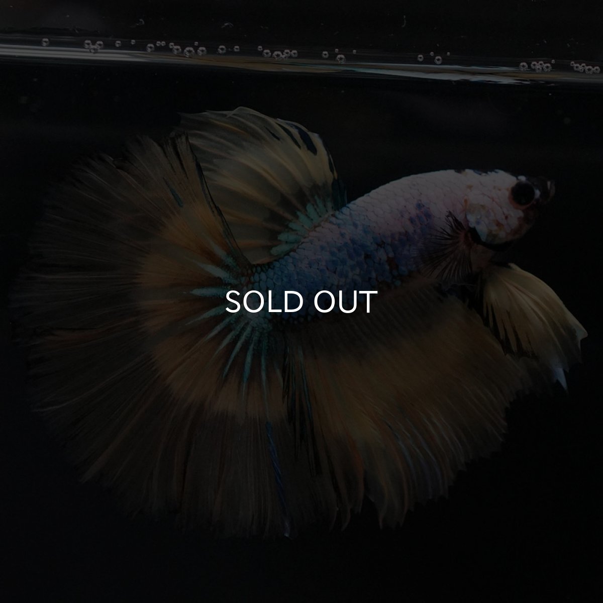 画像7: HM イエローファンシー (7)