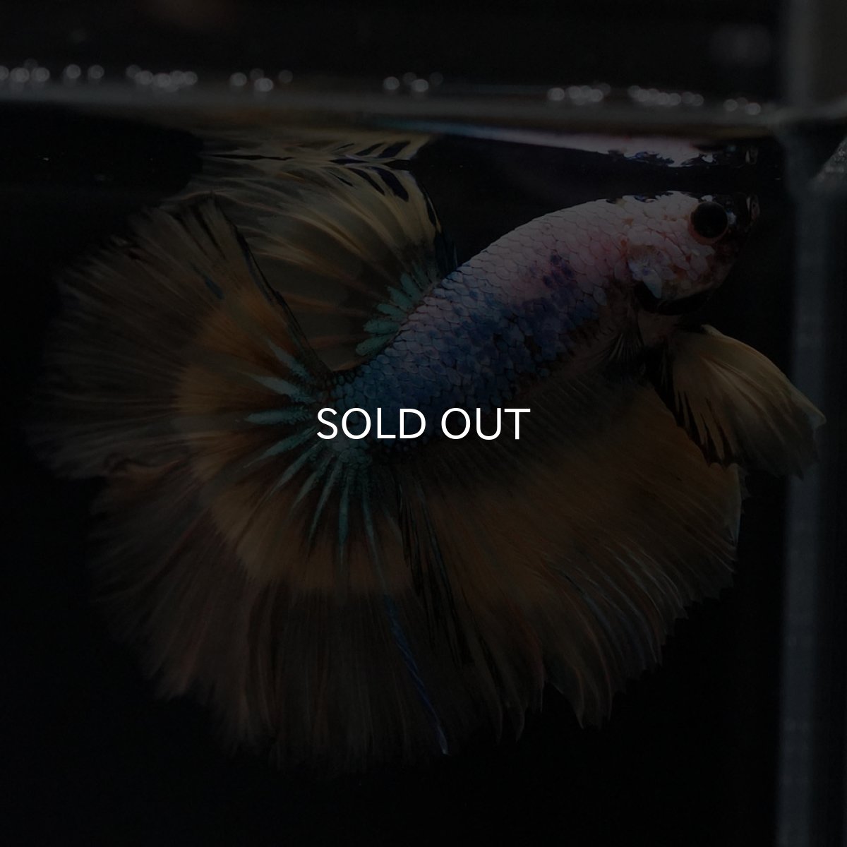 画像6: HM イエローファンシー (6)