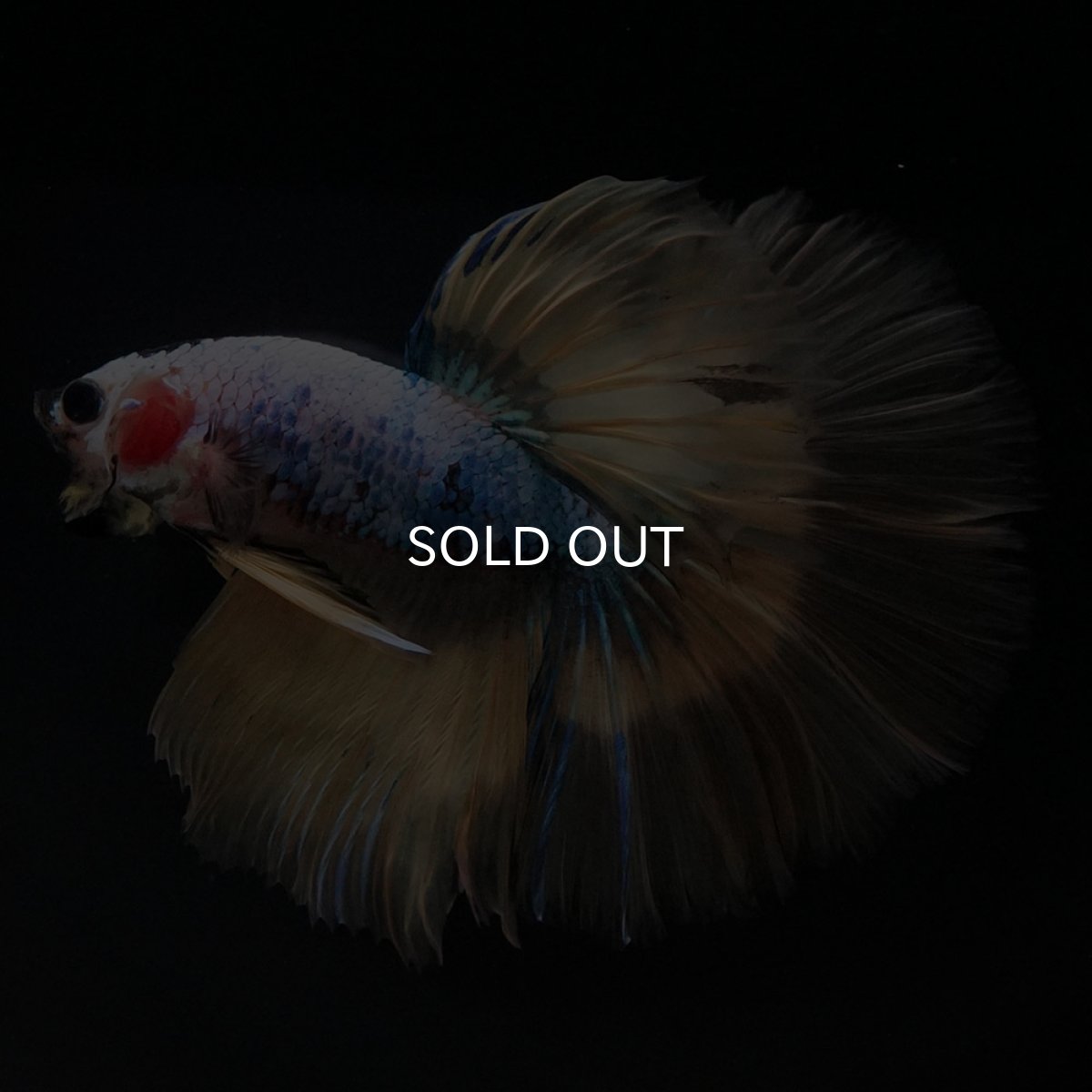 画像3: HM イエローファンシー (3)