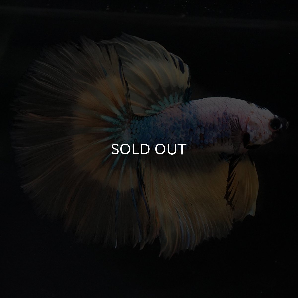 画像2: HM イエローファンシー (2)