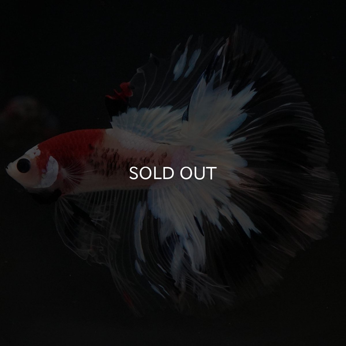 画像9: HM 鯉 クリアフィン (9)