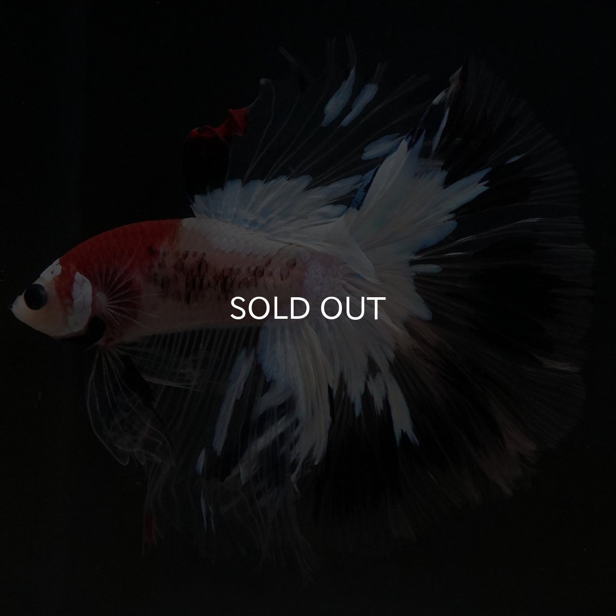 画像8: HM 鯉 クリアフィン (8)