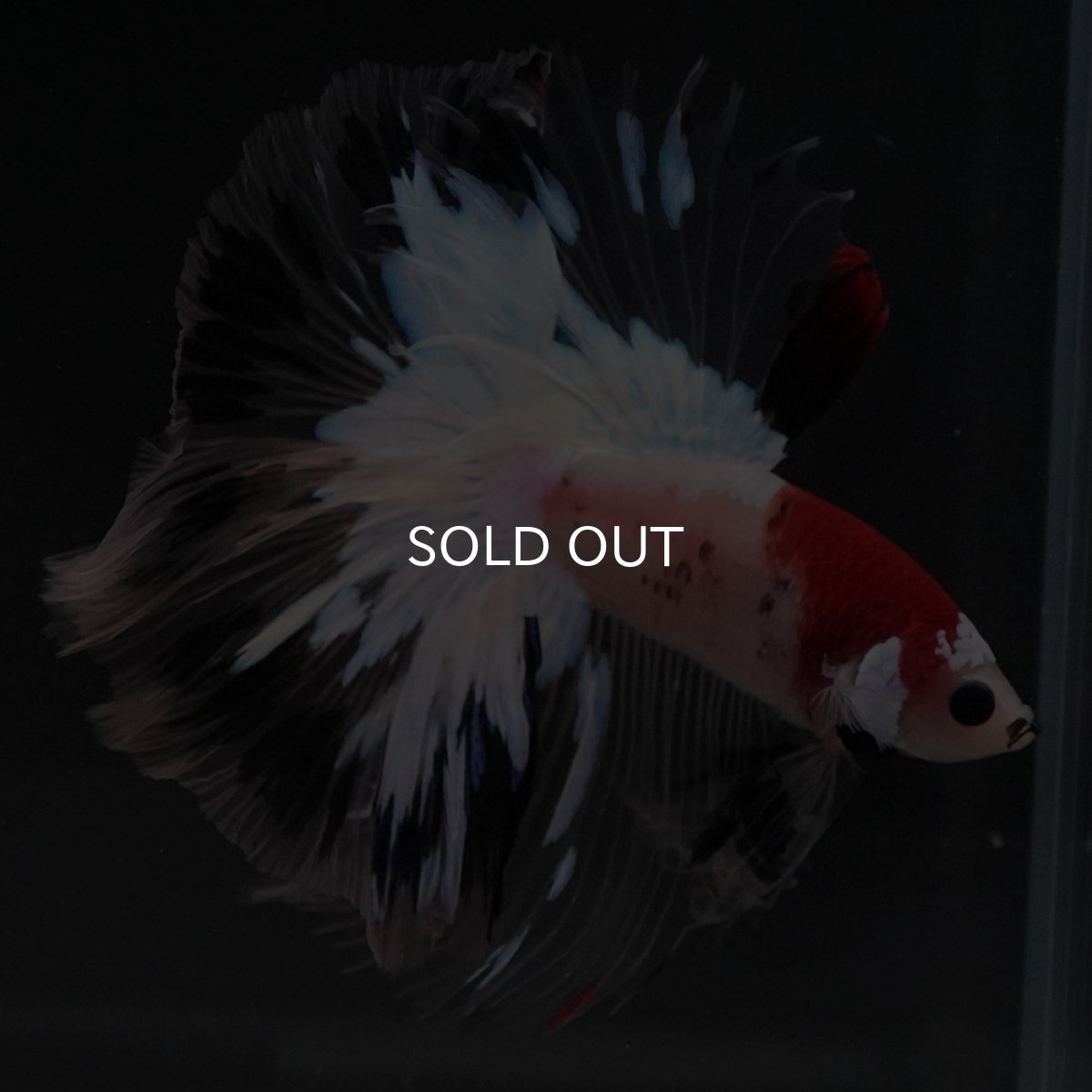 画像6: HM 鯉 クリアフィン (6)