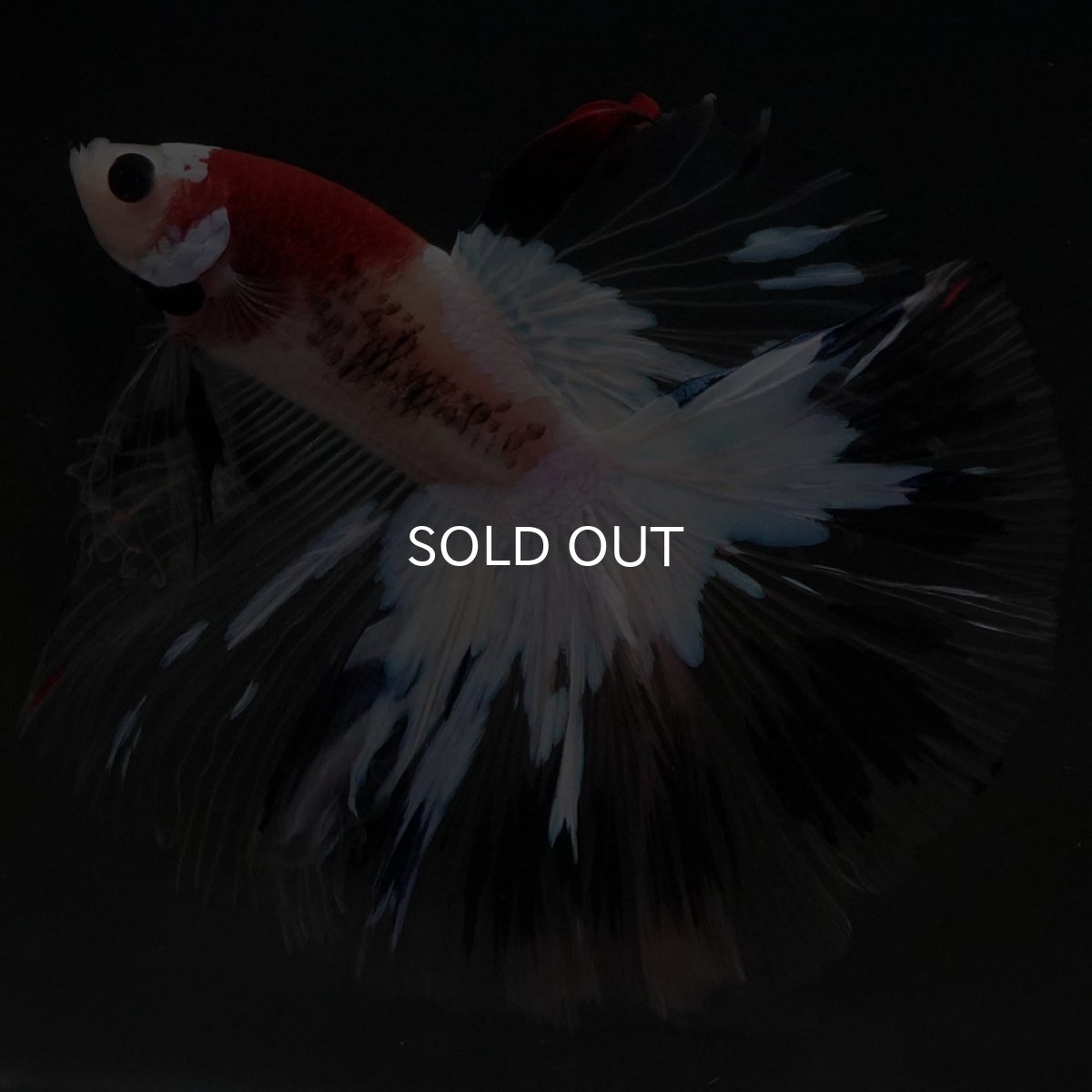 画像7: HM 鯉 クリアフィン (7)