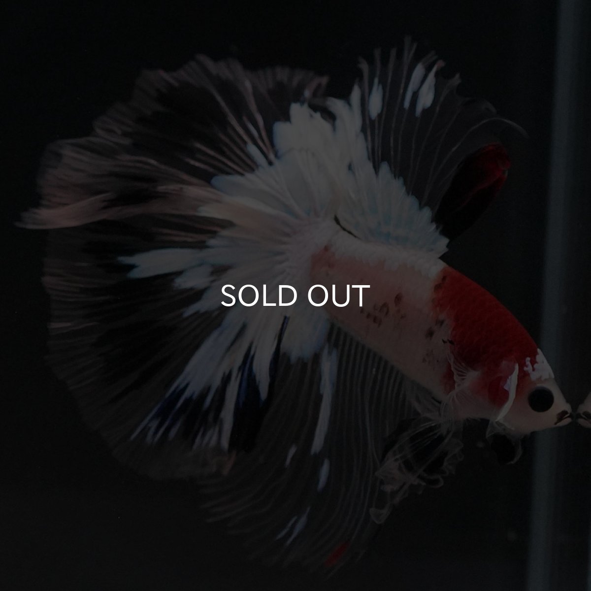 画像4: HM 鯉 クリアフィン (4)