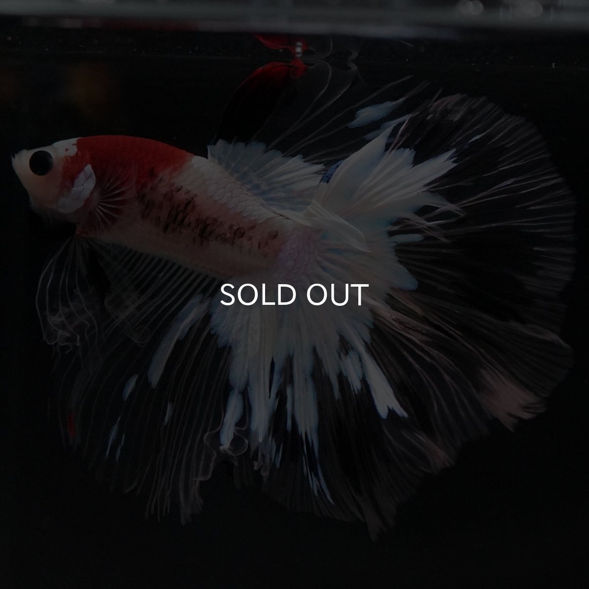 画像5: HM 鯉 クリアフィン (5)