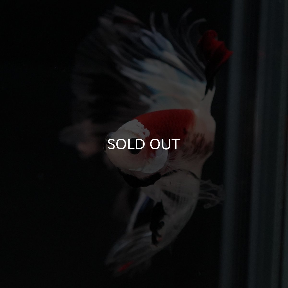 画像3: HM 鯉 クリアフィン (3)