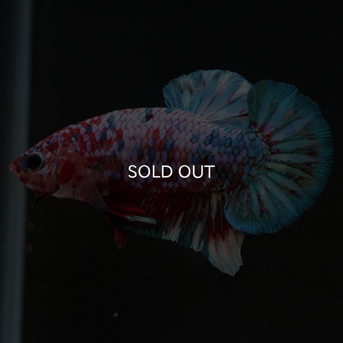 画像7: HMPK　鯉ギャラクシー (7)