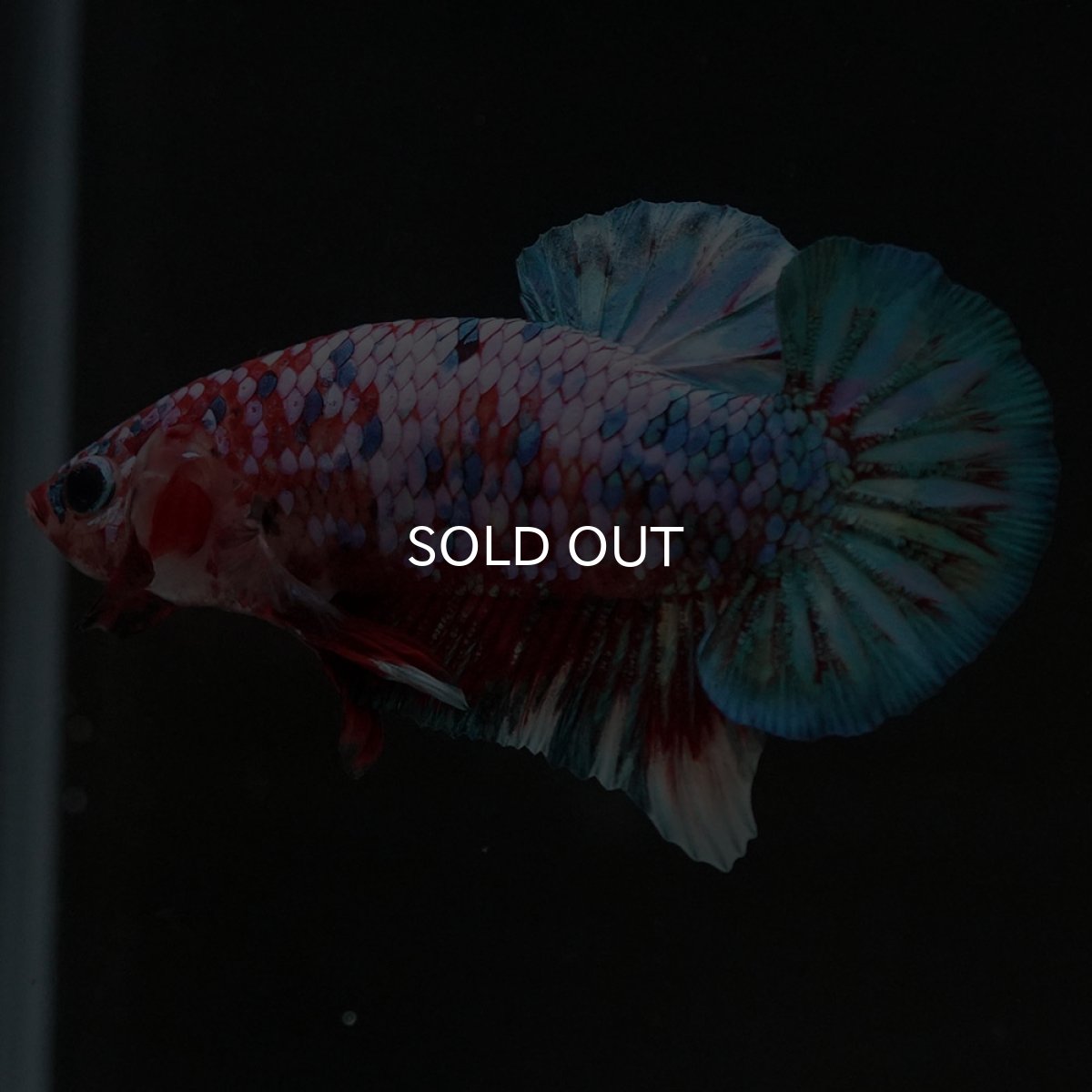 画像5: HMPK　鯉ギャラクシー (5)