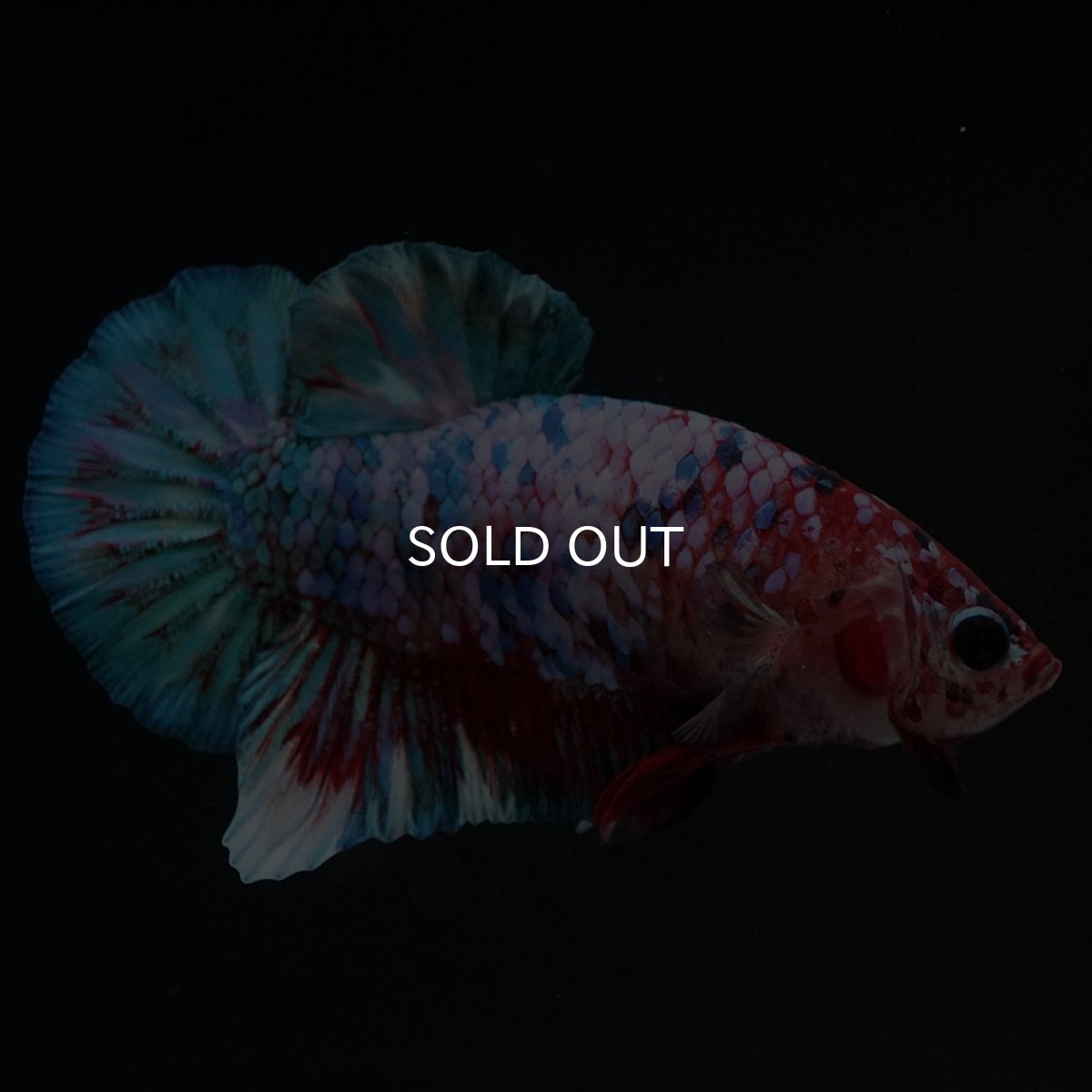 画像2: HMPK　鯉ギャラクシー (2)