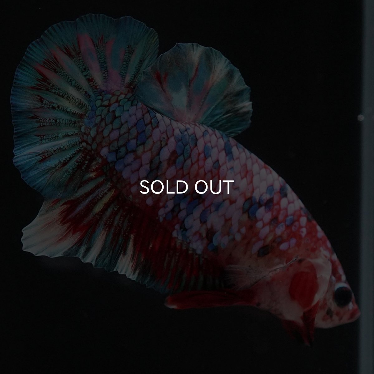 画像6: HMPK　鯉ギャラクシー (6)