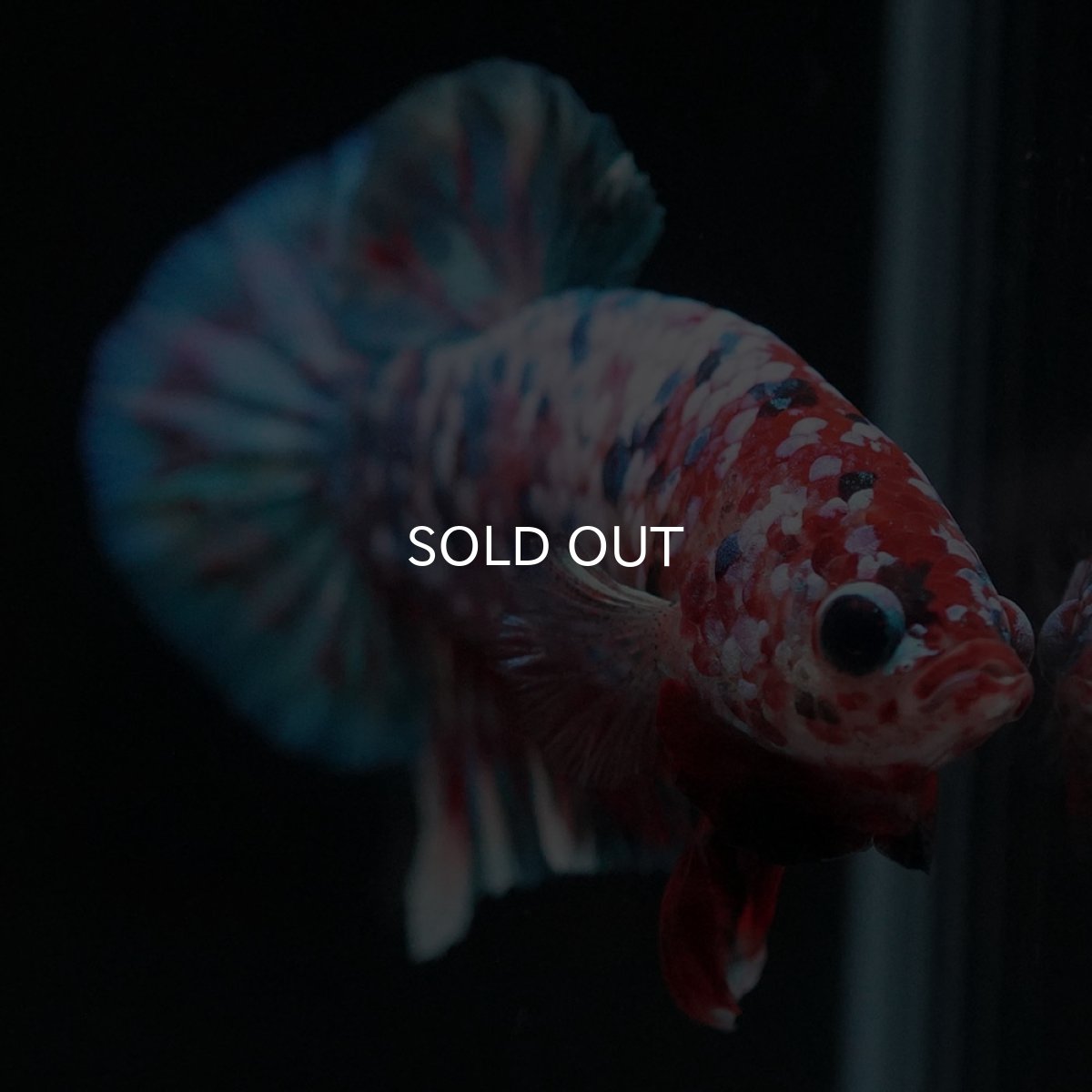 画像3: HMPK　鯉ギャラクシー (3)