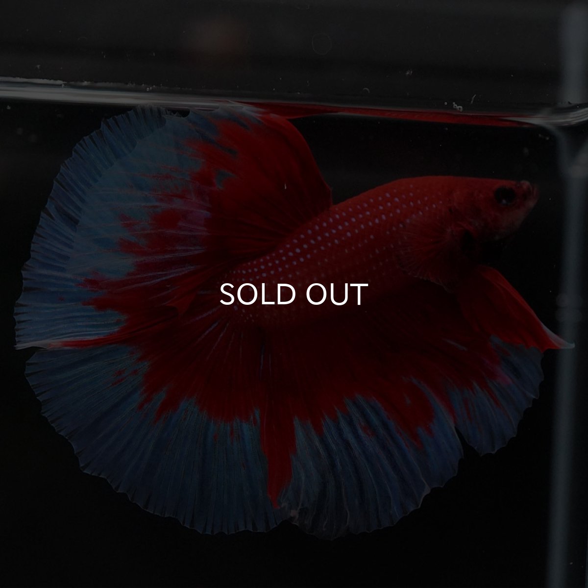 画像8: HM レッドバタフライ (8)