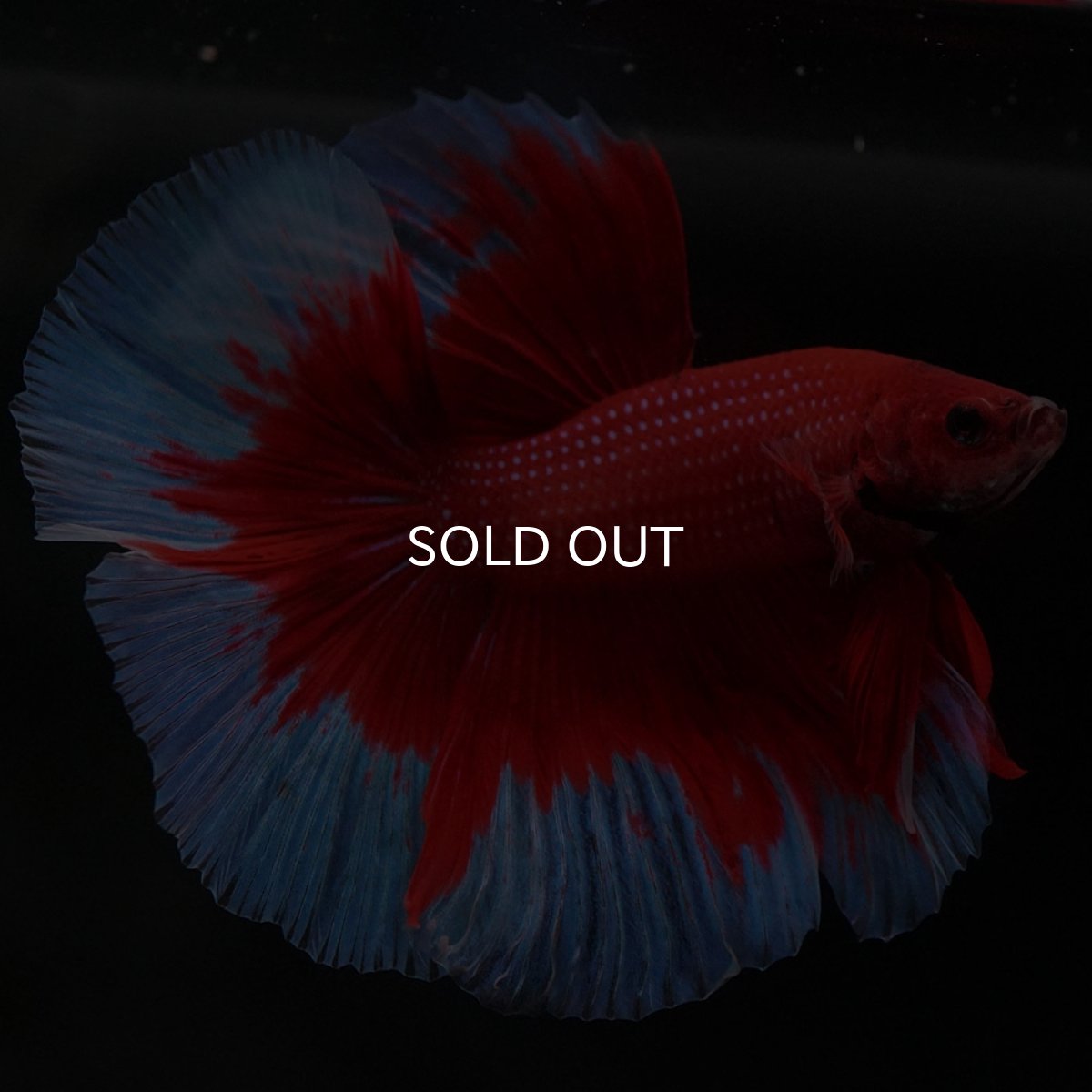 画像7: HM レッドバタフライ (7)